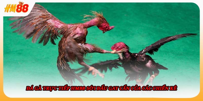 Bí quyết theo dõi và đặt cược hiệu quả khi xem đá gà