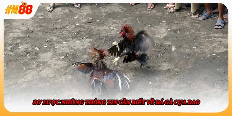 Sơ lược những thông tin cần biết về đá gà cựa dao