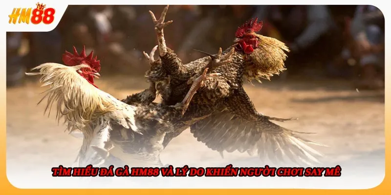 Tìm hiểu đá gà HM88 và lý do khiến người chơi say mê